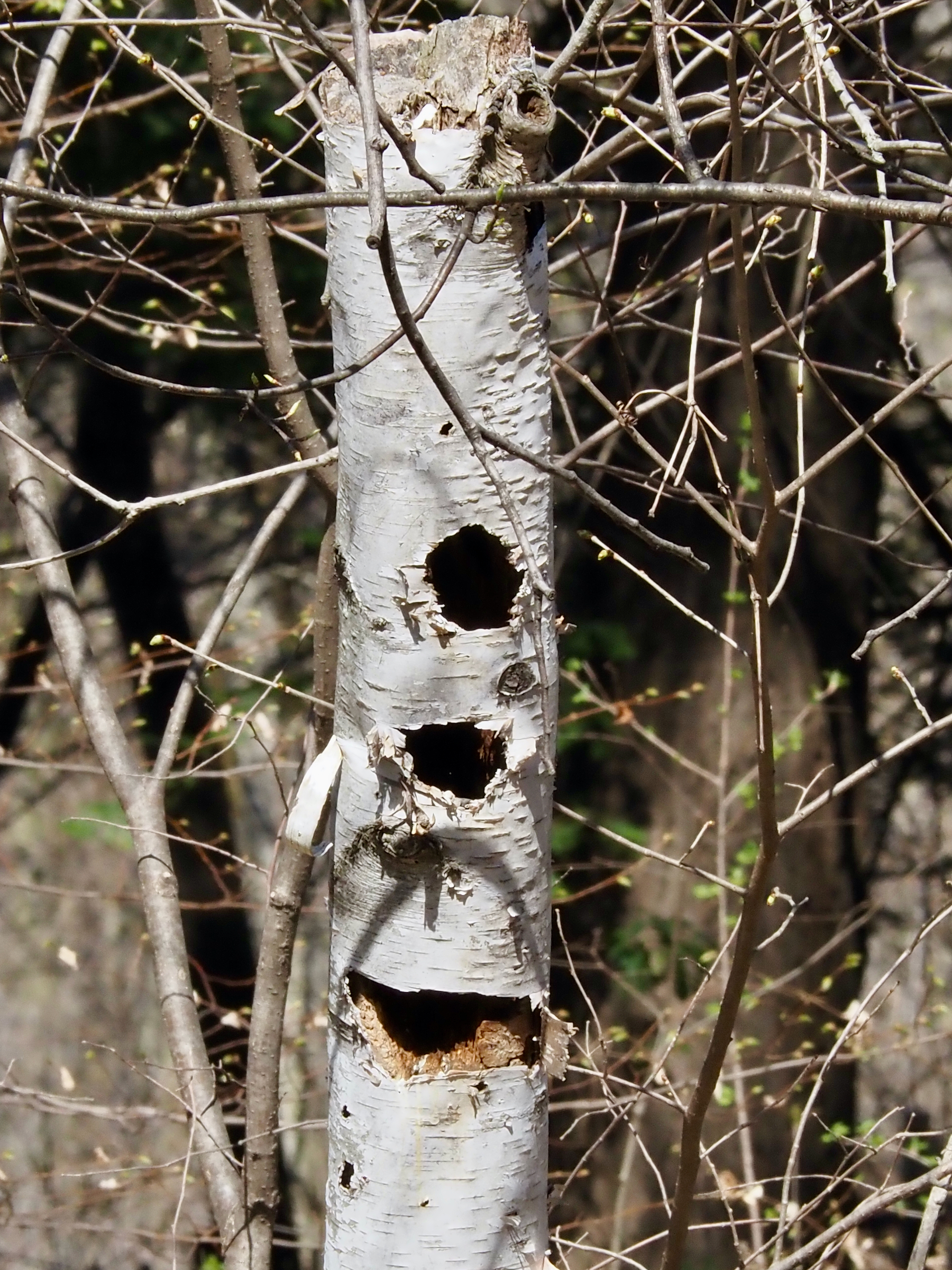 A birch tree stump with 3 woodpecker holes