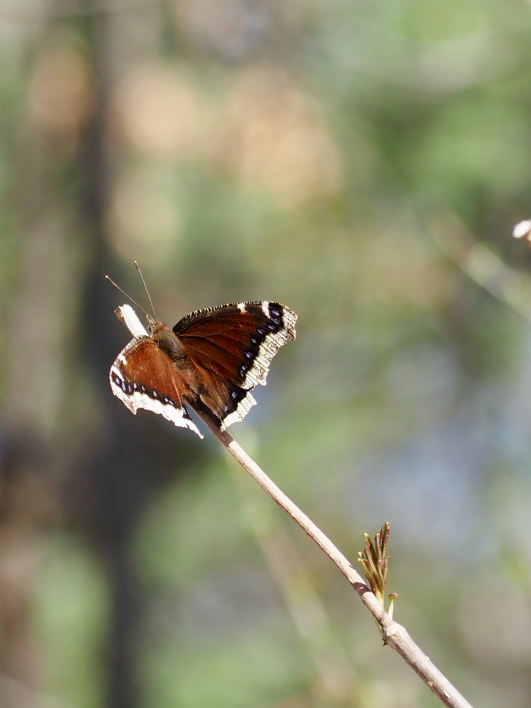 A brown and white Mourning Cloth butterfly resting on a branch